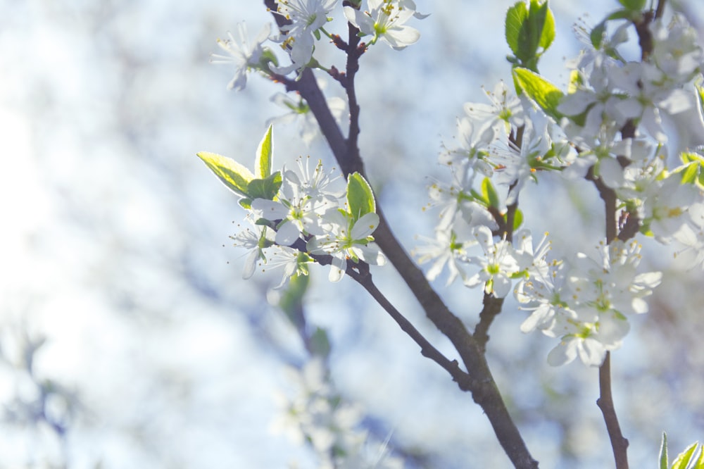 white petaled flowers