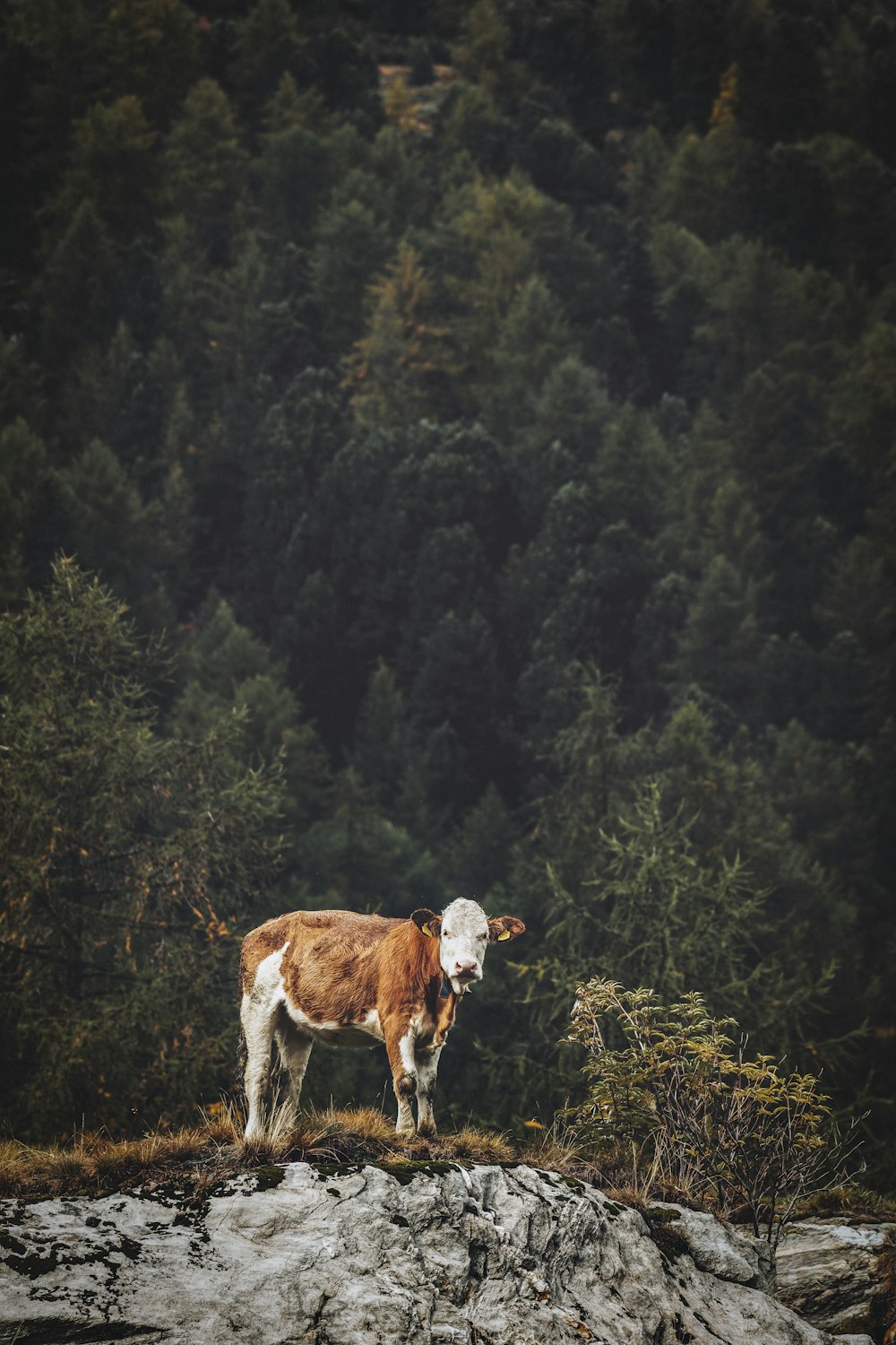 brown and white cow surrounded by trees