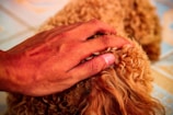 A human hand gently pats the curly fur of a brown dog. The scene suggests a moment of affection or bonding between the person and the pet. The background appears tiled, hinting at an indoor setting.