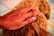 A human hand gently pats the curly fur of a brown dog. The scene suggests a moment of affection or bonding between the person and the pet. The background appears tiled, hinting at an indoor setting.