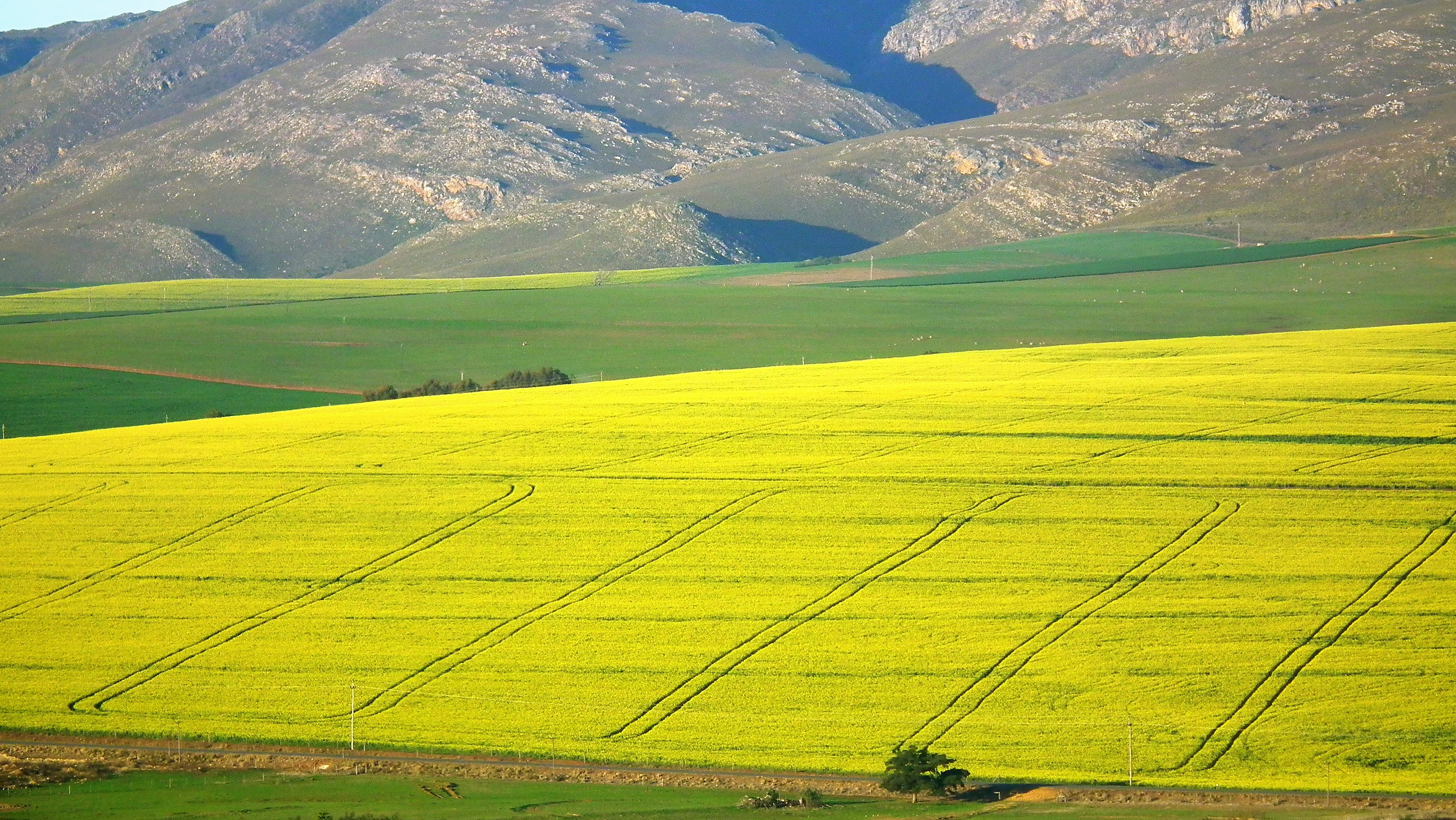 green field at daytime