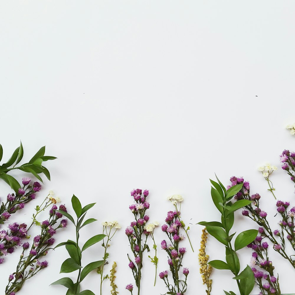 purple petaled flower