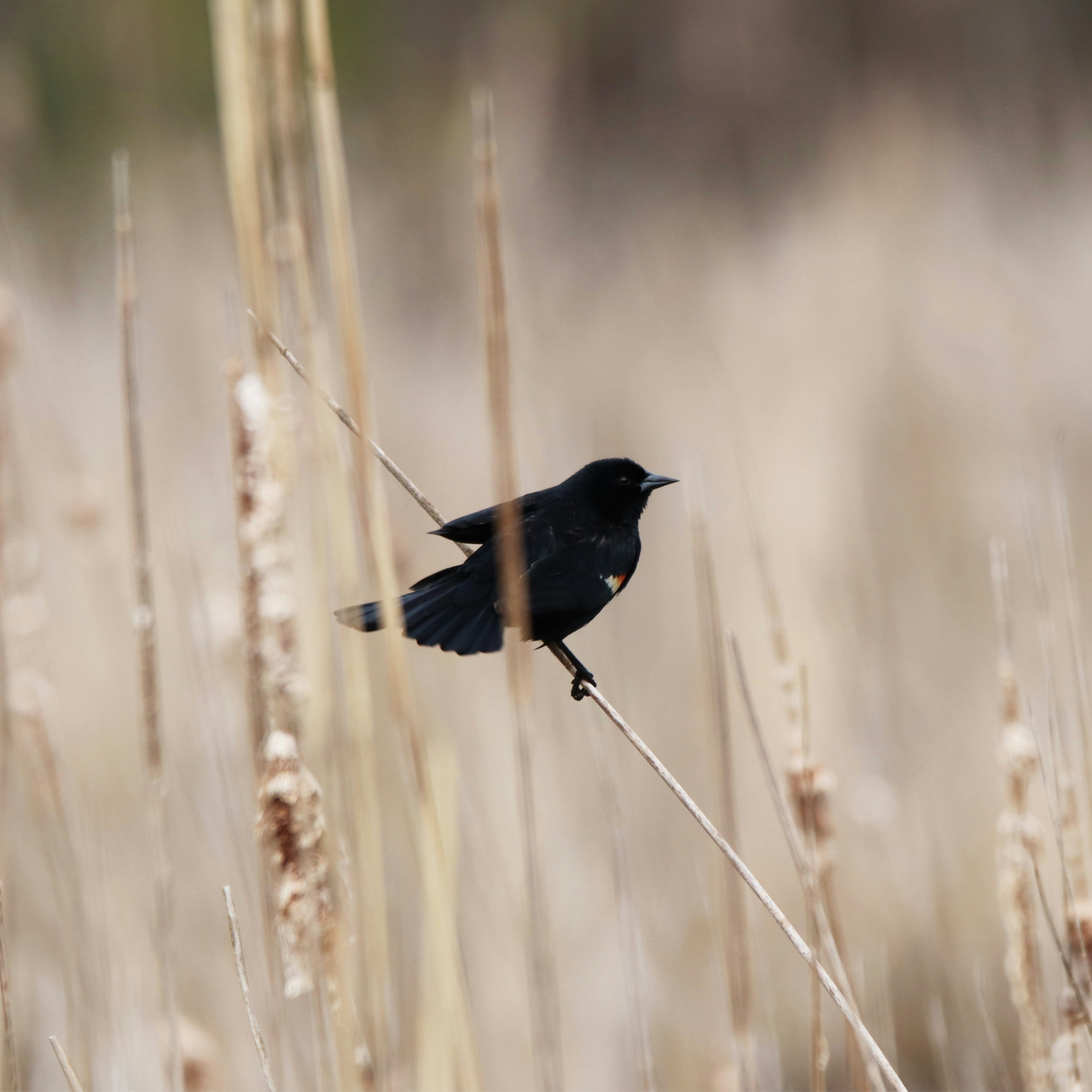 Photo by justscottish