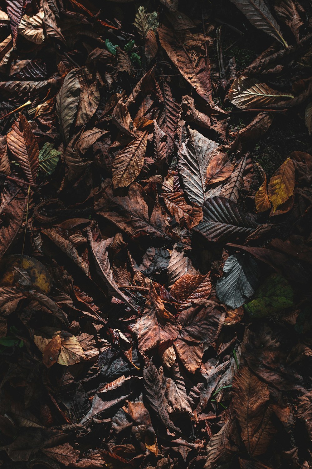 hojas marrones en el suelo