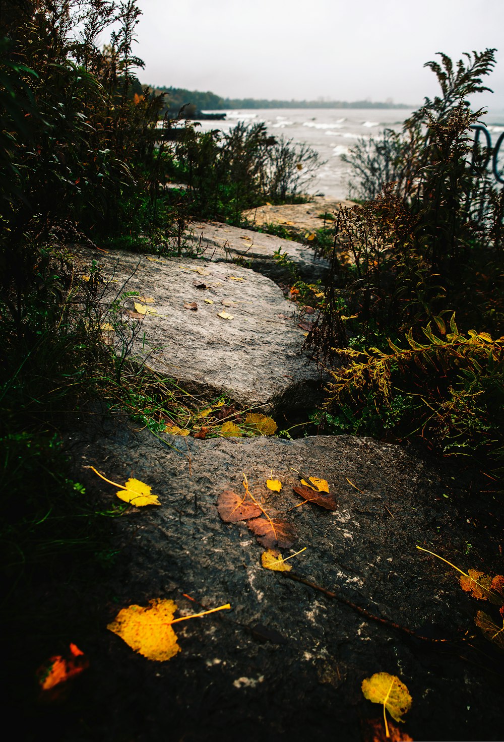 pathway between leafed plants at daytime