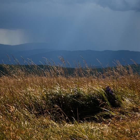 shallow focus photo of grass under cloudy sky in Bieszczady Poland