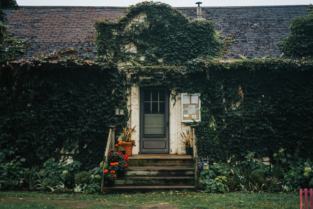 green plants on house