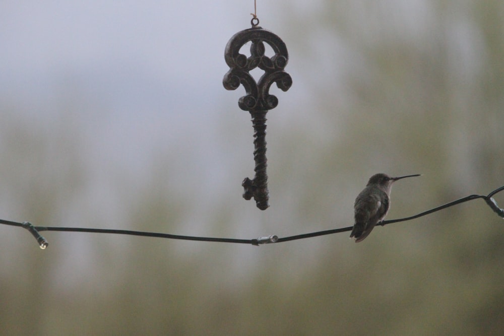 uccello vicino alla chiave impiccata