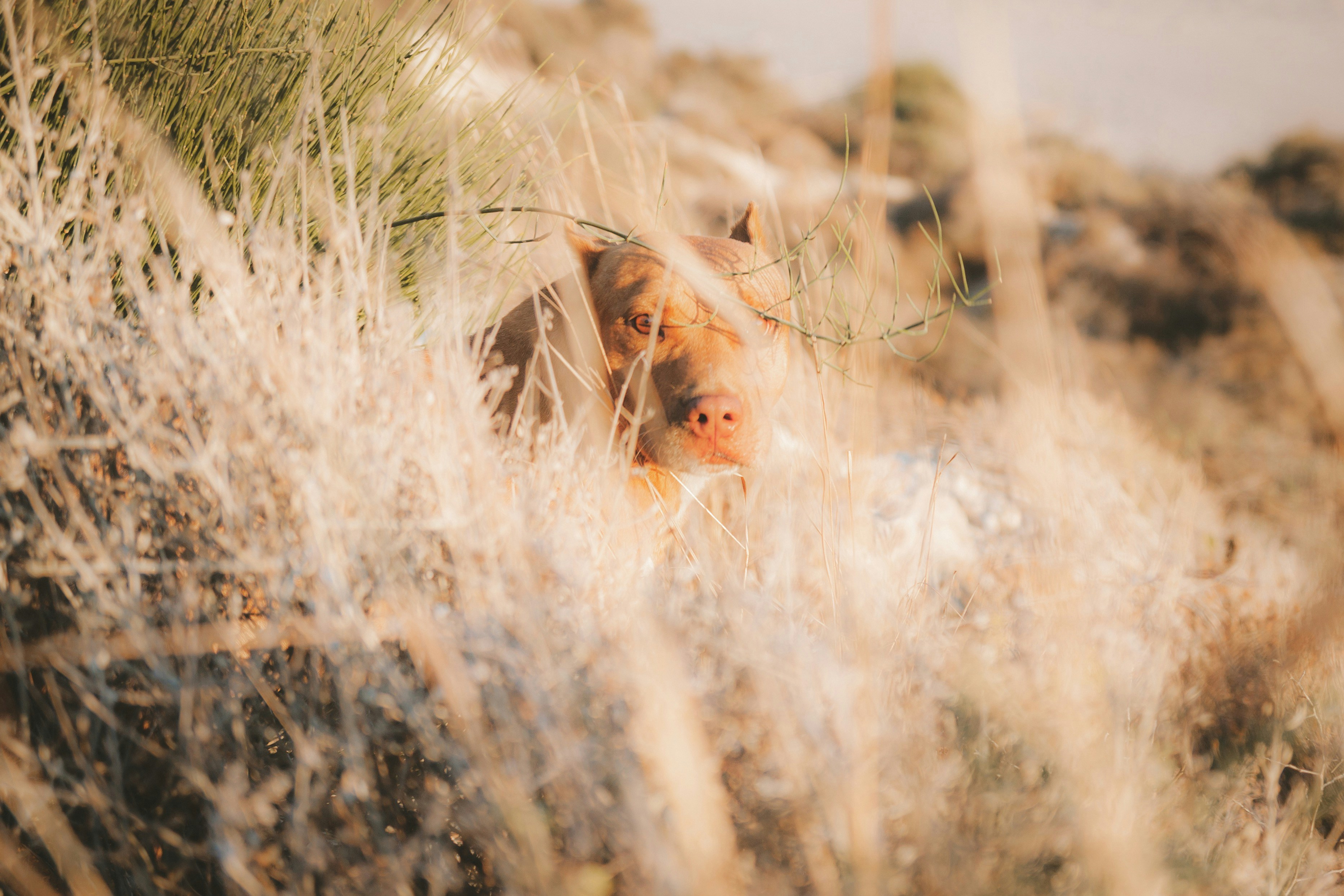 Mystery Tar Balls Close Multiple Beaches in Sydney