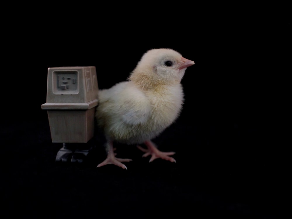 white chick beside trash bin miniature