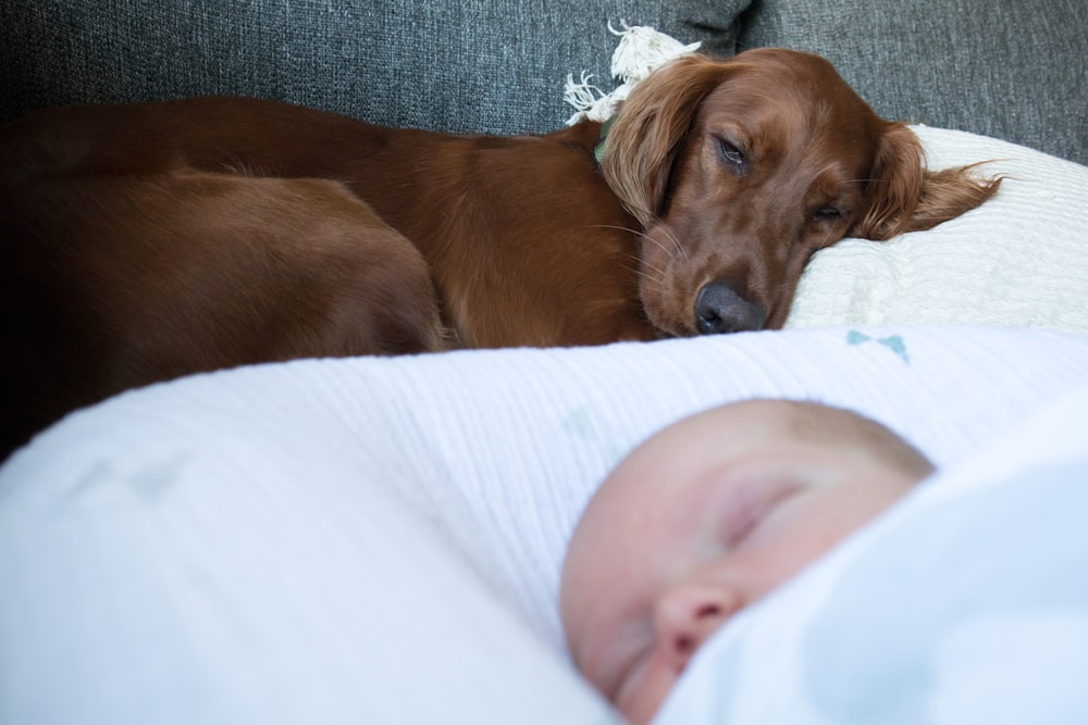 bambino sdraiato accanto al cane marrone