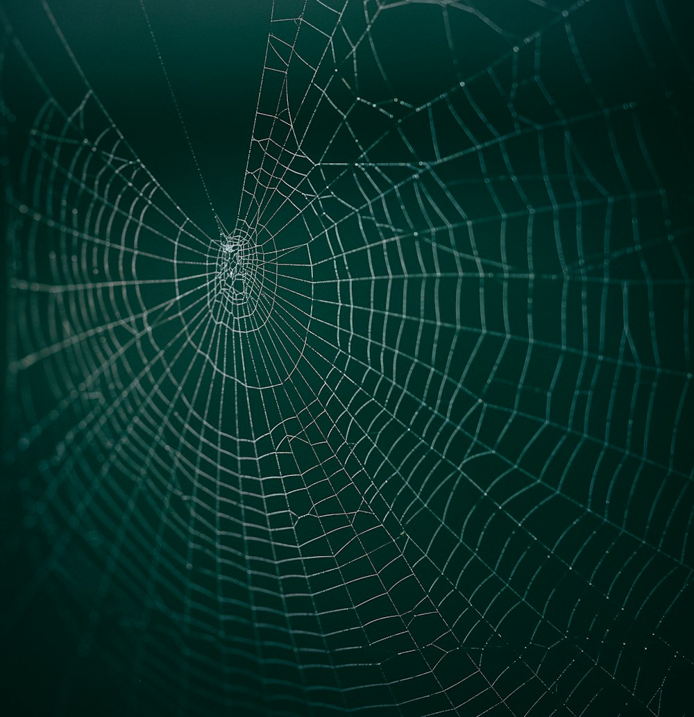 Tela de araña blanca en la fotografía macro