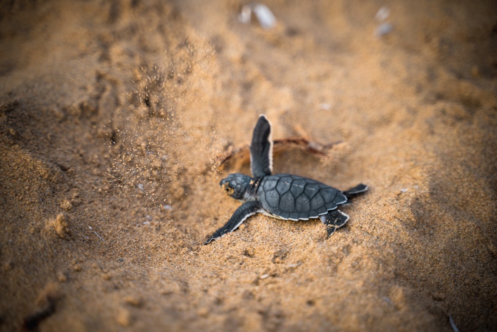 black turtle on brown sand