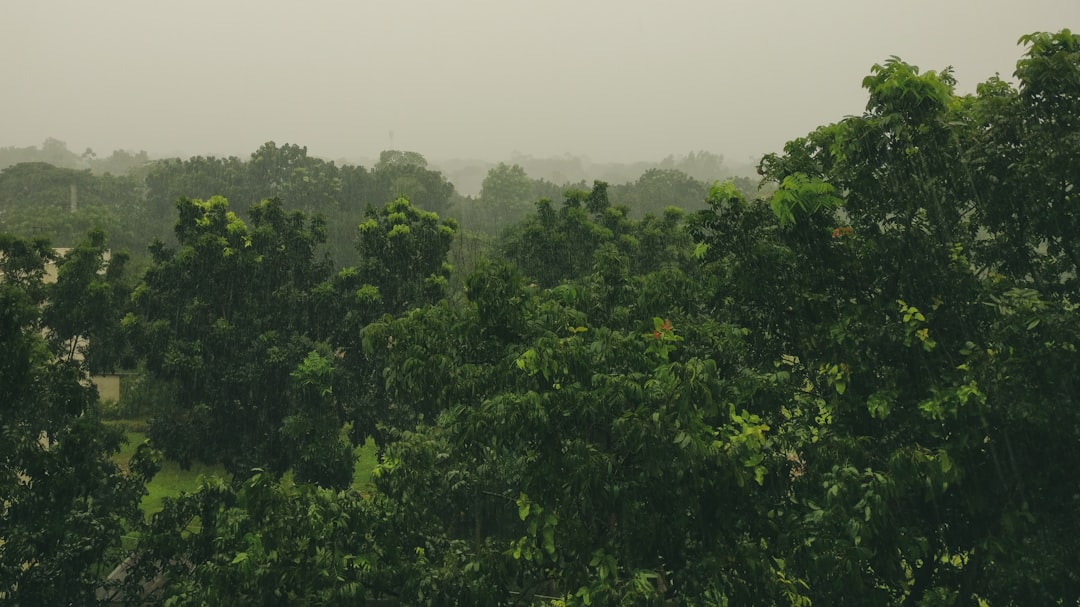 Forest photo spot Savar Dhaka