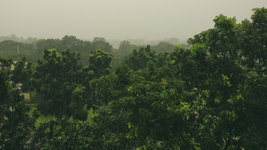 Forest photo spot Savar Bangladesh