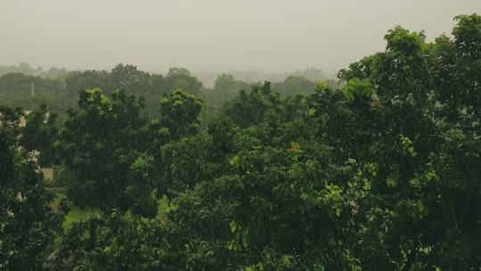 tall trees in Savar Bangladesh