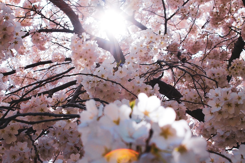 pink petaled flowers