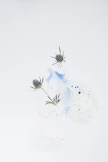 Illustrations with thistle bloom and sky blue accents adding a creative touch to the otherwise minimalistic design.