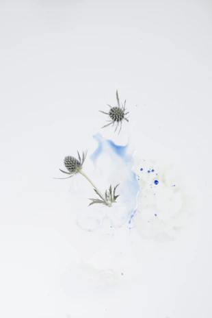 Illustrations with thistle bloom and sky blue accents adding a creative touch to the otherwise minimalistic design.