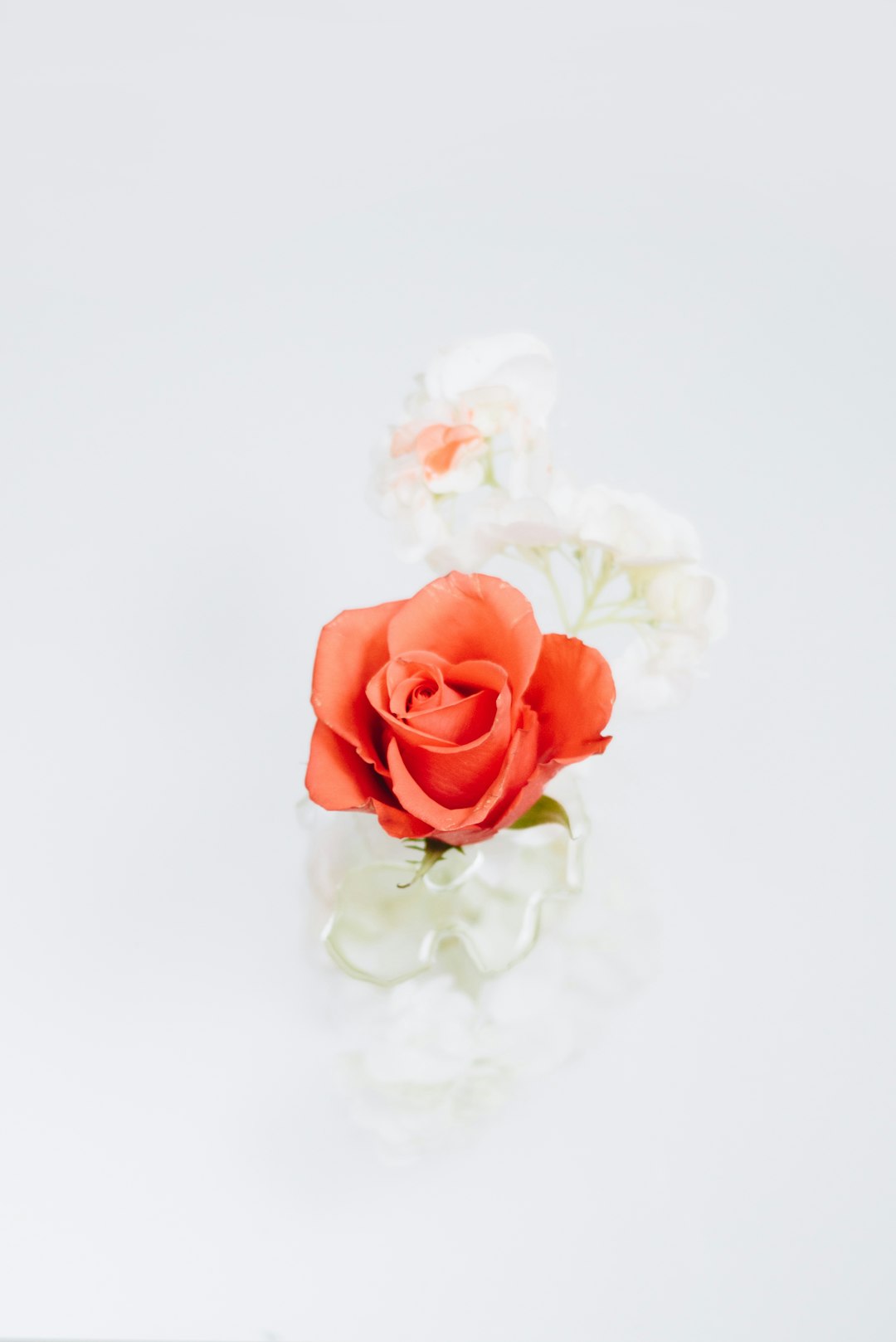 orange rose