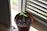 Close-up of a vibrant green herb plant growing in a small terracotta pot on a sunny windowsill.