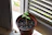 Close-up of a vibrant green herb plant growing in a small terracotta pot on a sunny windowsill.