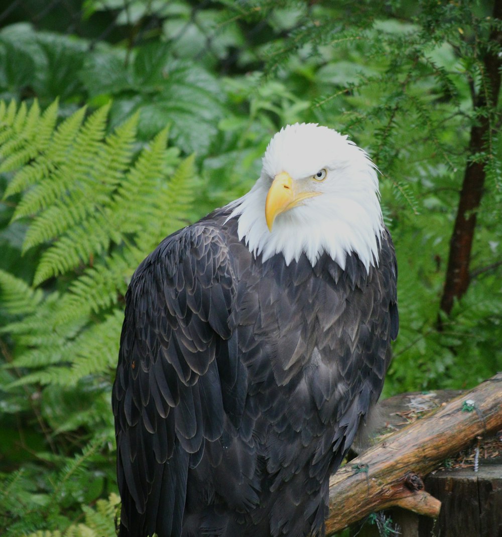 black and white eagle