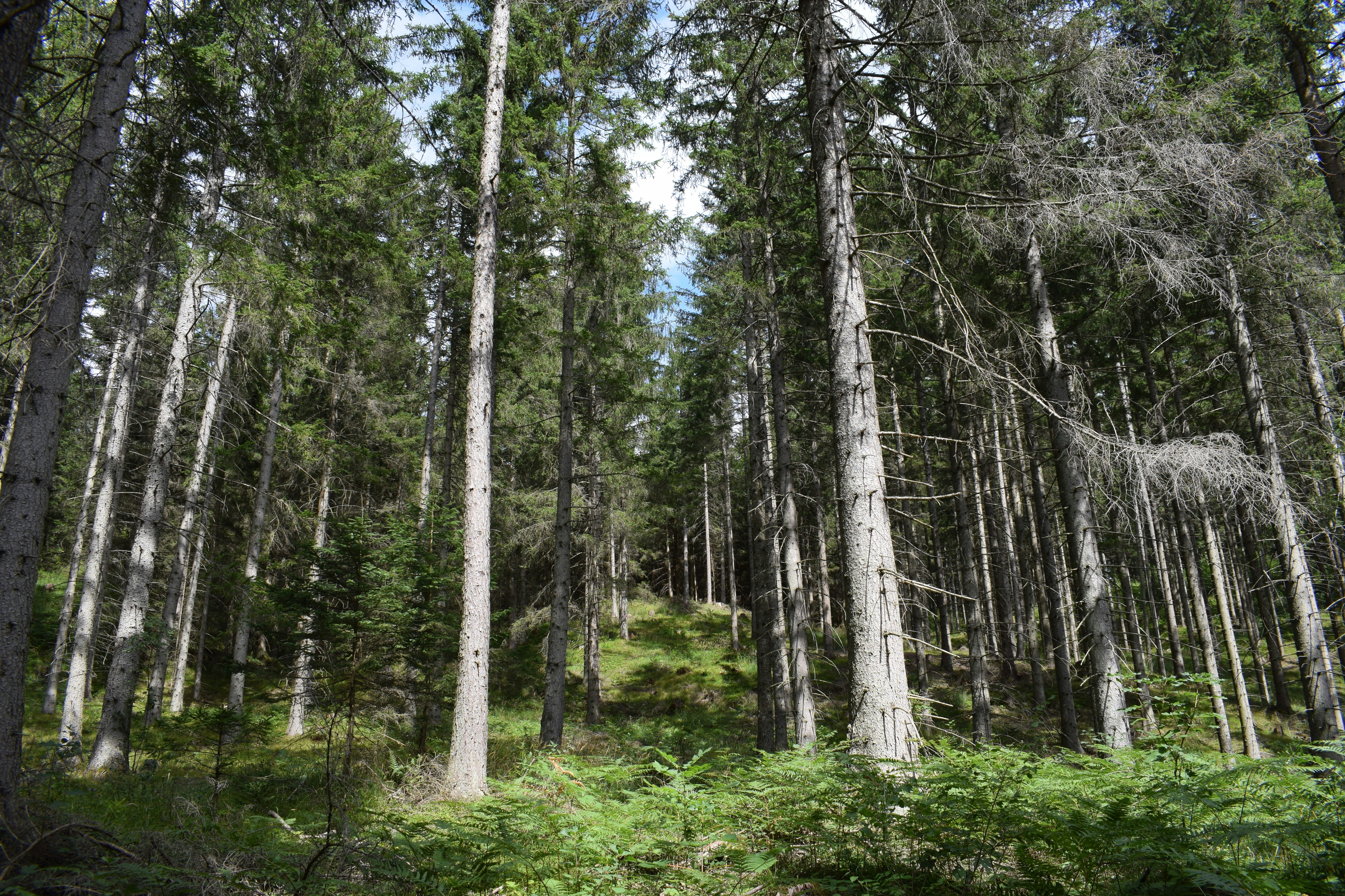 green fern plants surrounded with tall and green trees under blue and white skies during daytime