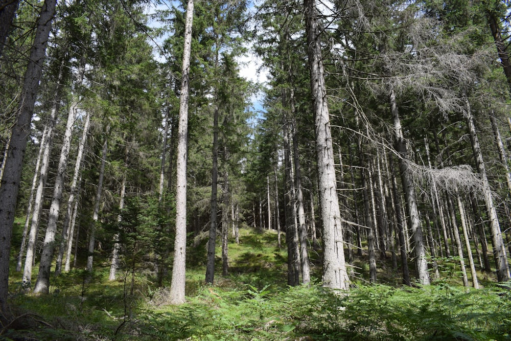 green fern plants surrounded with tall and green trees under blue and white skies during daytime