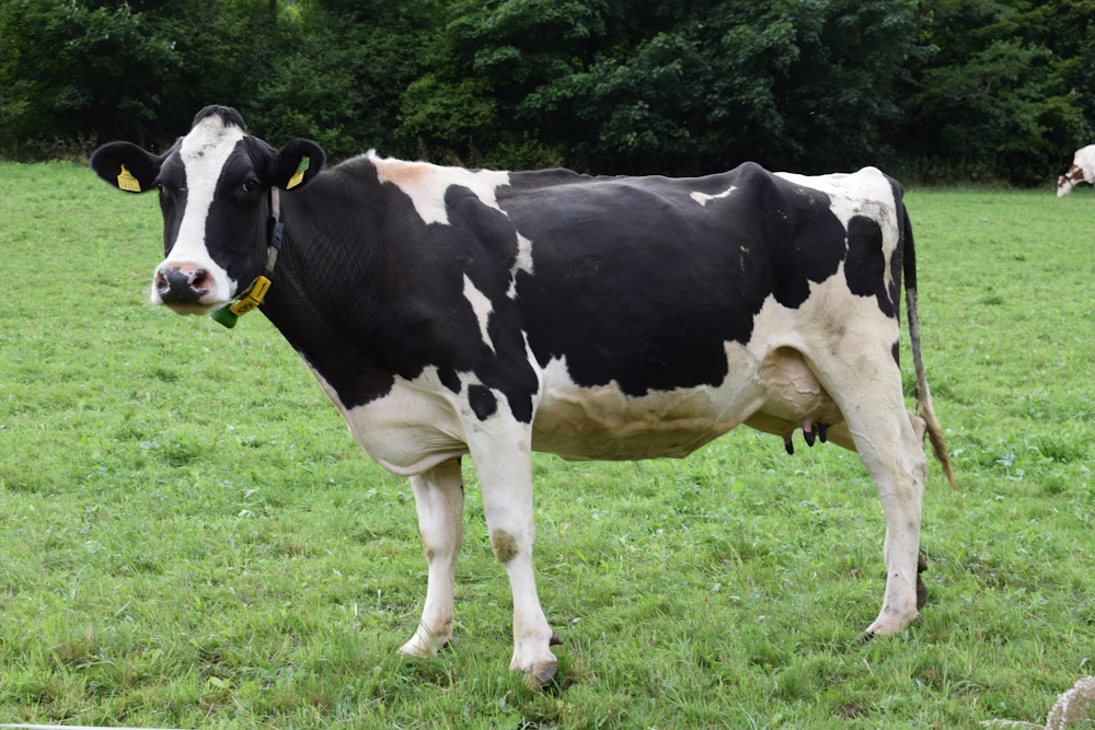 Livestock Medical Service