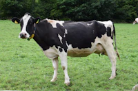Sapi Reguler