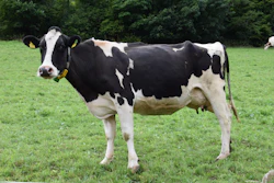 Dairy Cows