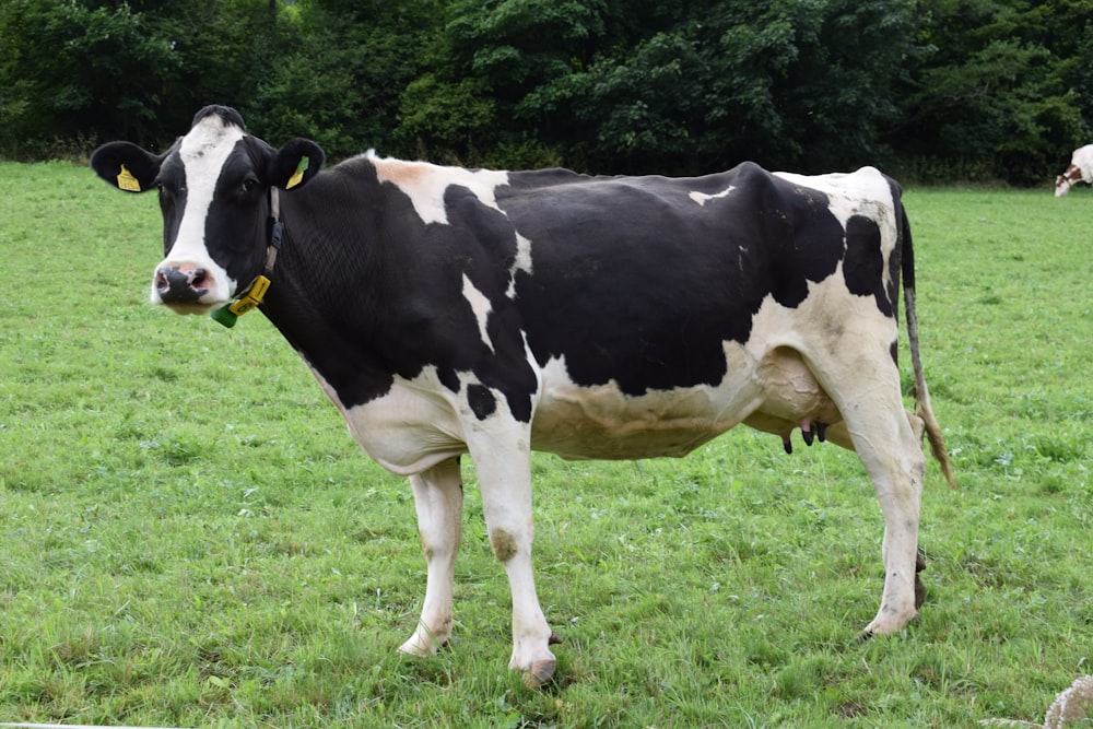 black and white cow standing on grass field