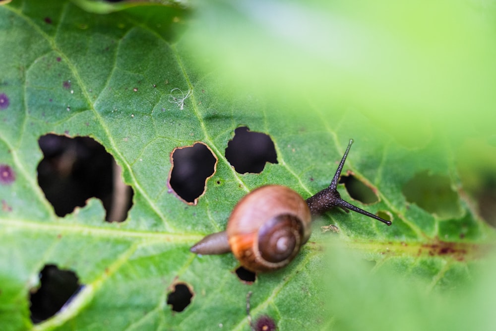 brown snail on green leaf