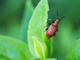 A close-up view of a small, bright red beetle with a textured shell and black legs and antennae, perched on a fresh green leaf. The background is a soft blur of green, providing a natural and vibrant setting for the insect.
