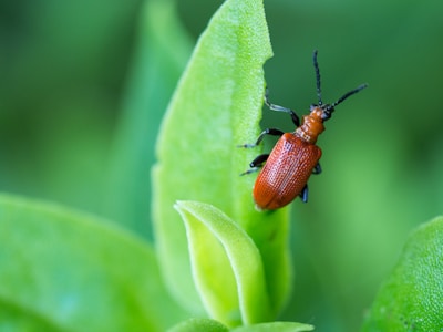 A close-up view of a small, bright red beetle with a textured shell and black legs and antennae, perched on a fresh green leaf. The background is a soft blur of green, providing a natural and vibrant setting for the insect.