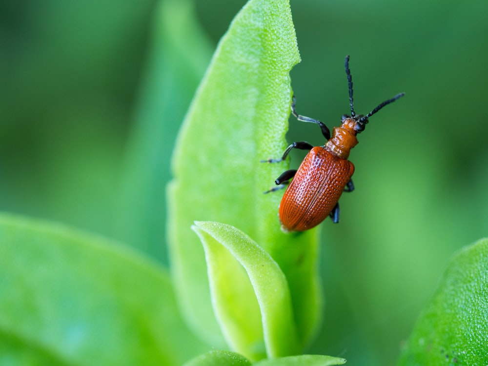 brown bug on green leaf