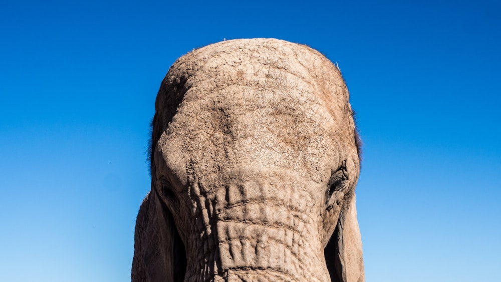 grey elephant photograph