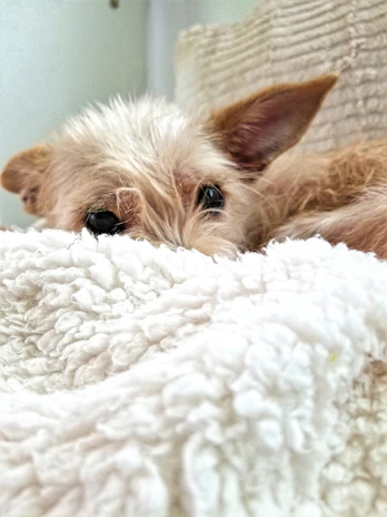 A joyful Westie puppy peeking out from a cozy blanket fort, eyes sparkling with curiosity.
