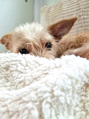 A curious Yorkie puppy peeking out from behind a colorful toy.