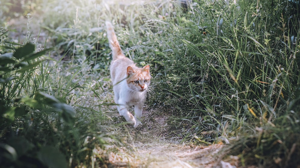 cat walking near grass