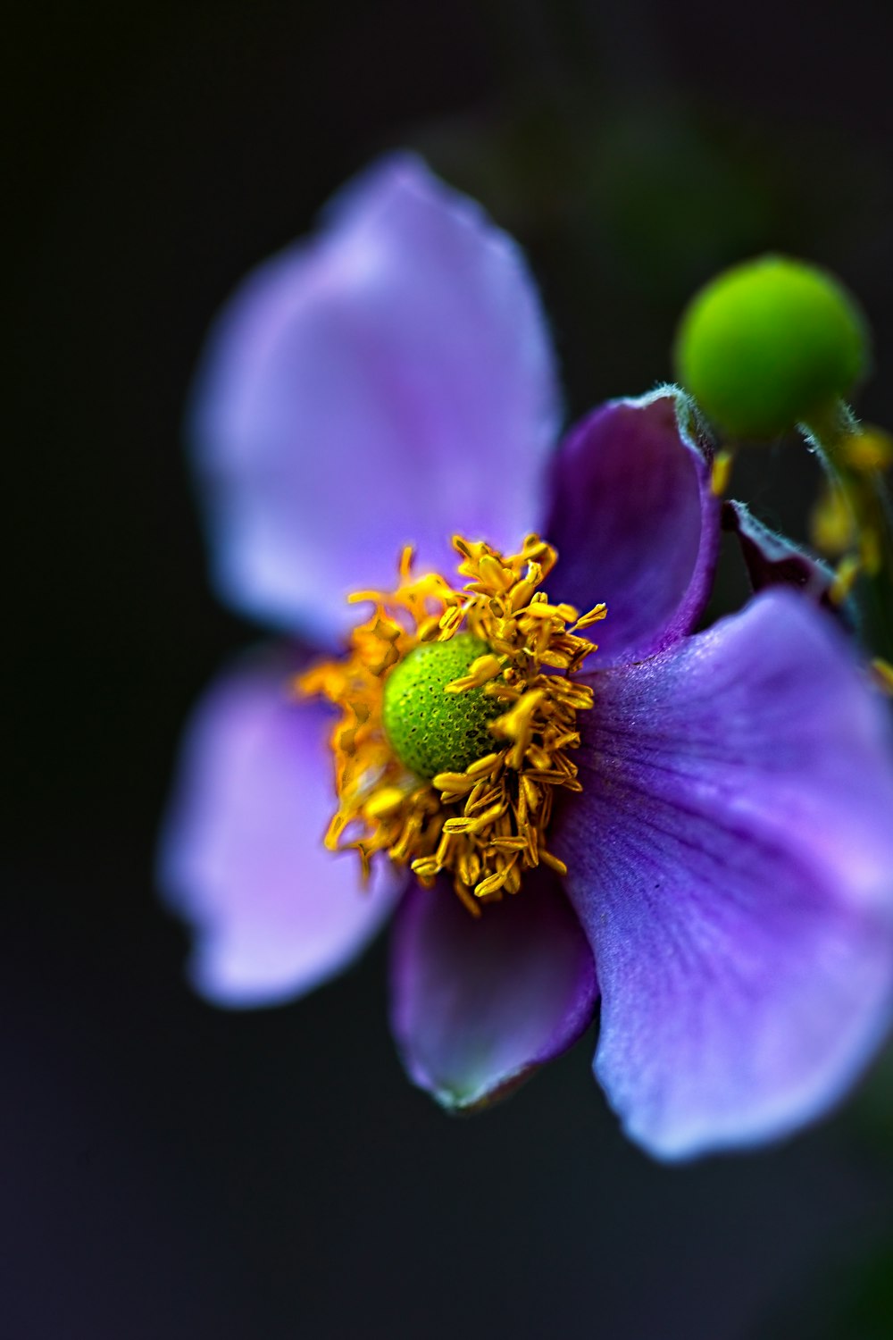 blue petaled flower