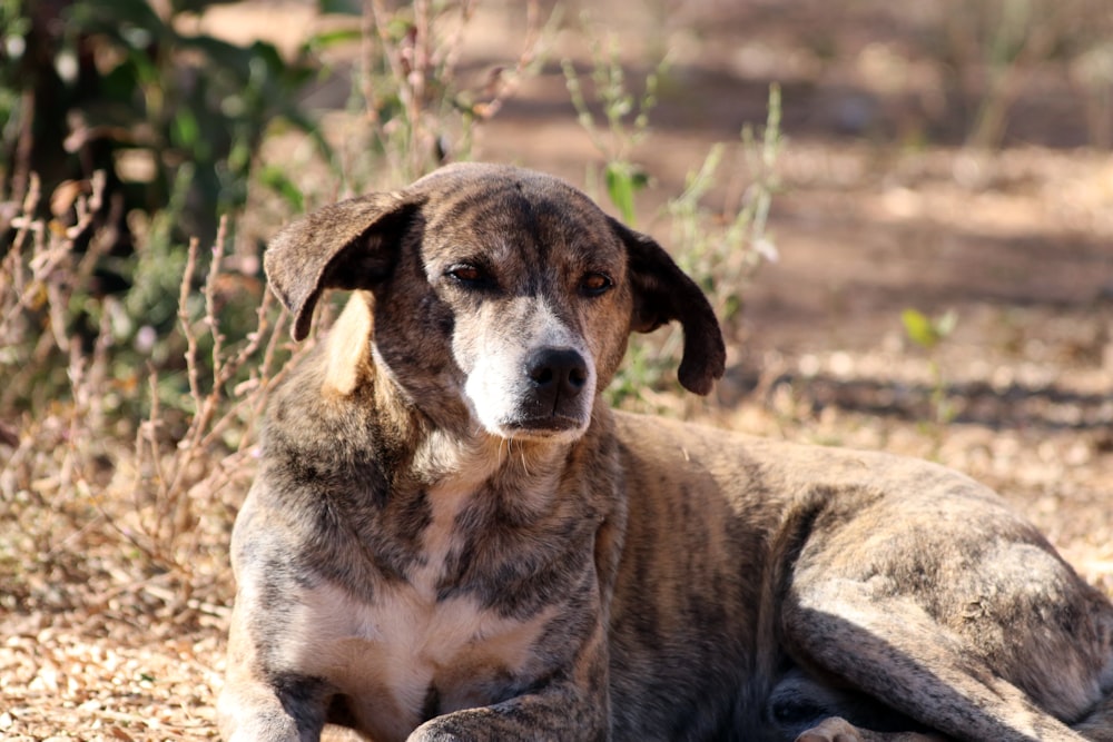 dog lying on ground