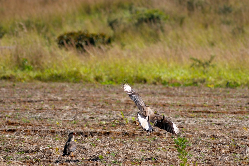 flying bird above ground