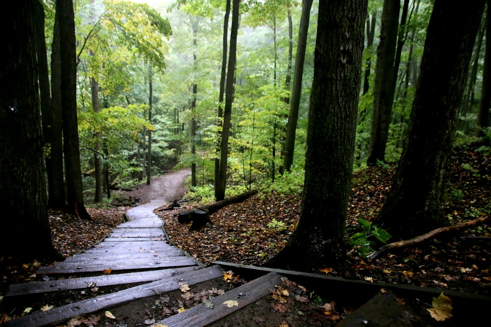 wooden ladder