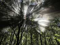 Sunlight streaming through a forest canopy, highlighting the beauty of natural healing.