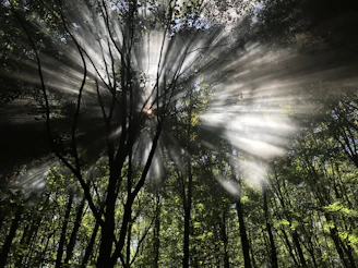 Sunlight streaming through a forest canopy, highlighting the beauty of natural healing.
