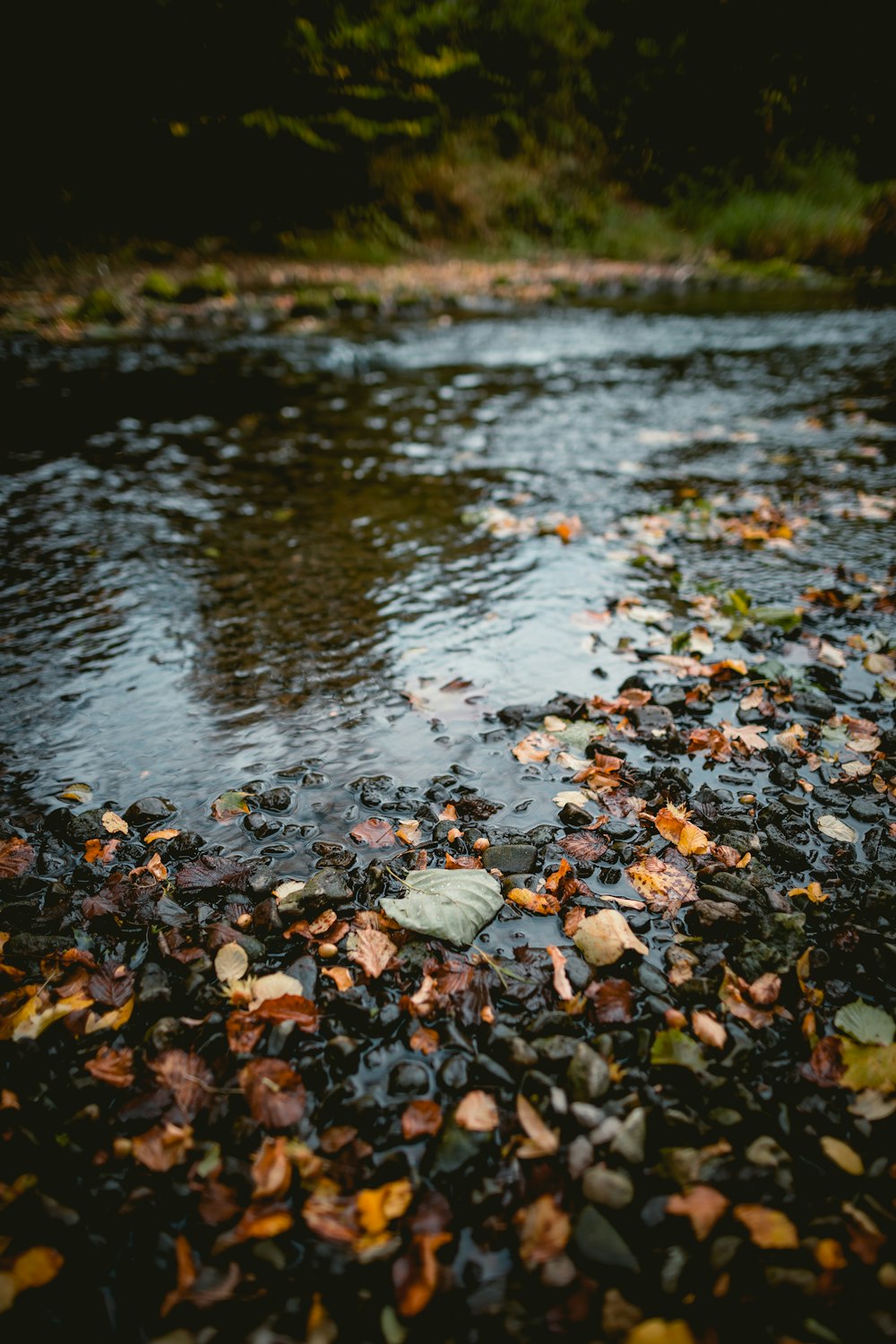selective focus photo of dried leaves on river