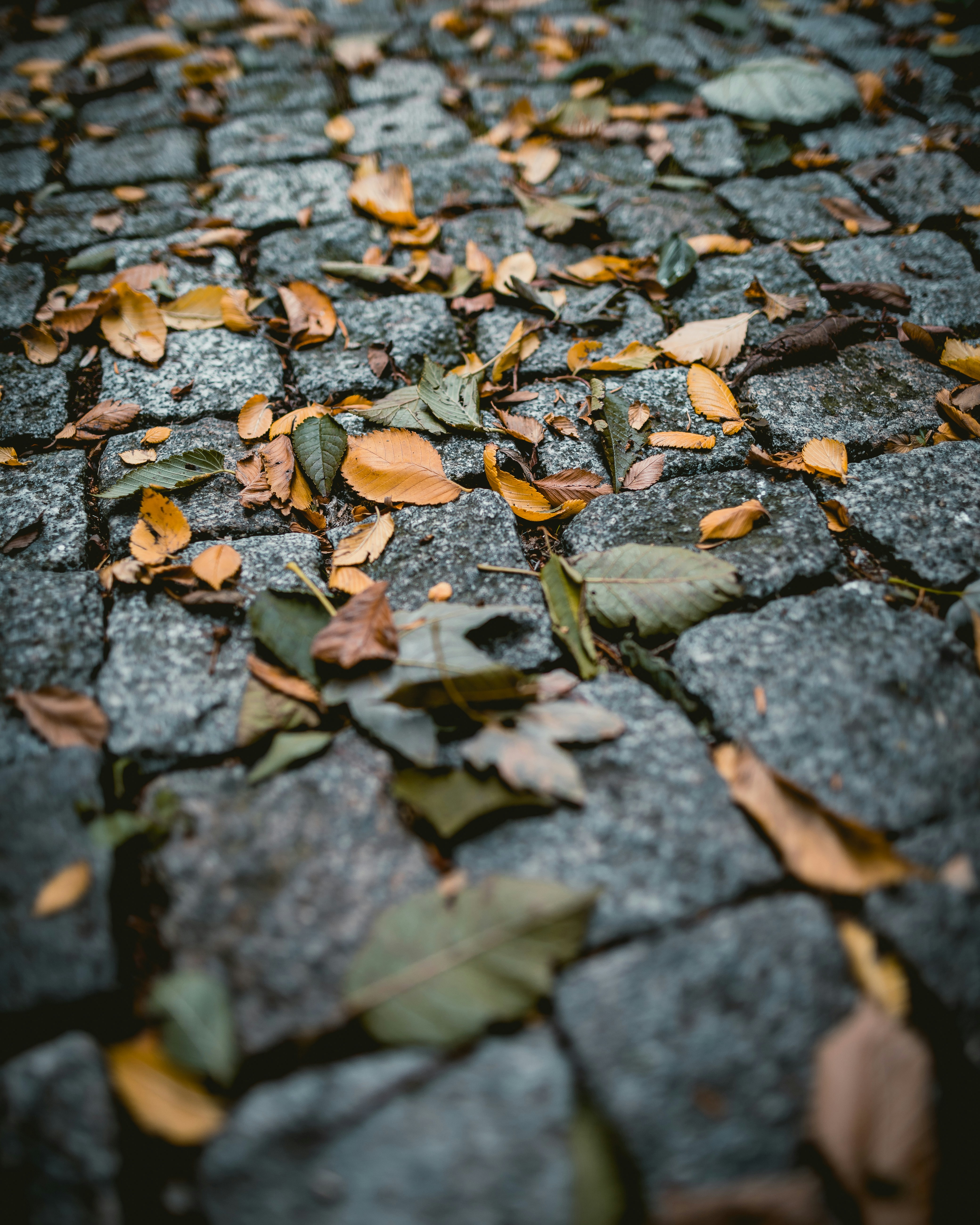 photo-1570046565398-6ac45d148d36?ixid=M3wxMjA3fDB8MXxzZWFyY2h8MTR8fHN0ZXBwaW5nJTIwc3RvbmUlMjByZXBhaXIlMjBmb3IlMjBsYXN0aW5nJTIwZHVyYWJpbGl0eXxlbnwwfHx8fDE3NTQ1NzUzNTh8MA\u0026ixlib=rb-4.1.0