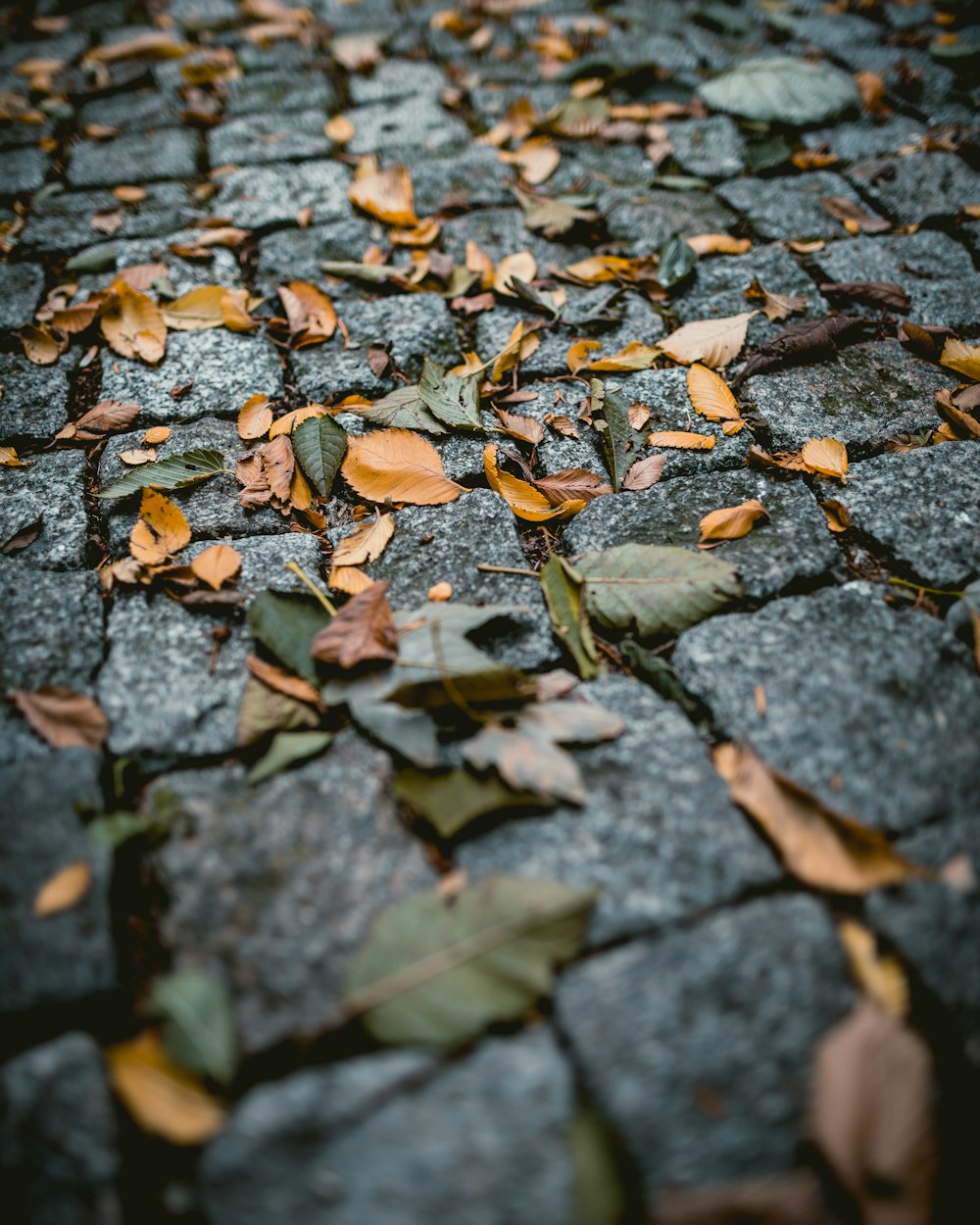 Fotografía de hoja marrón